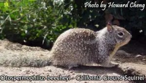 squirrel