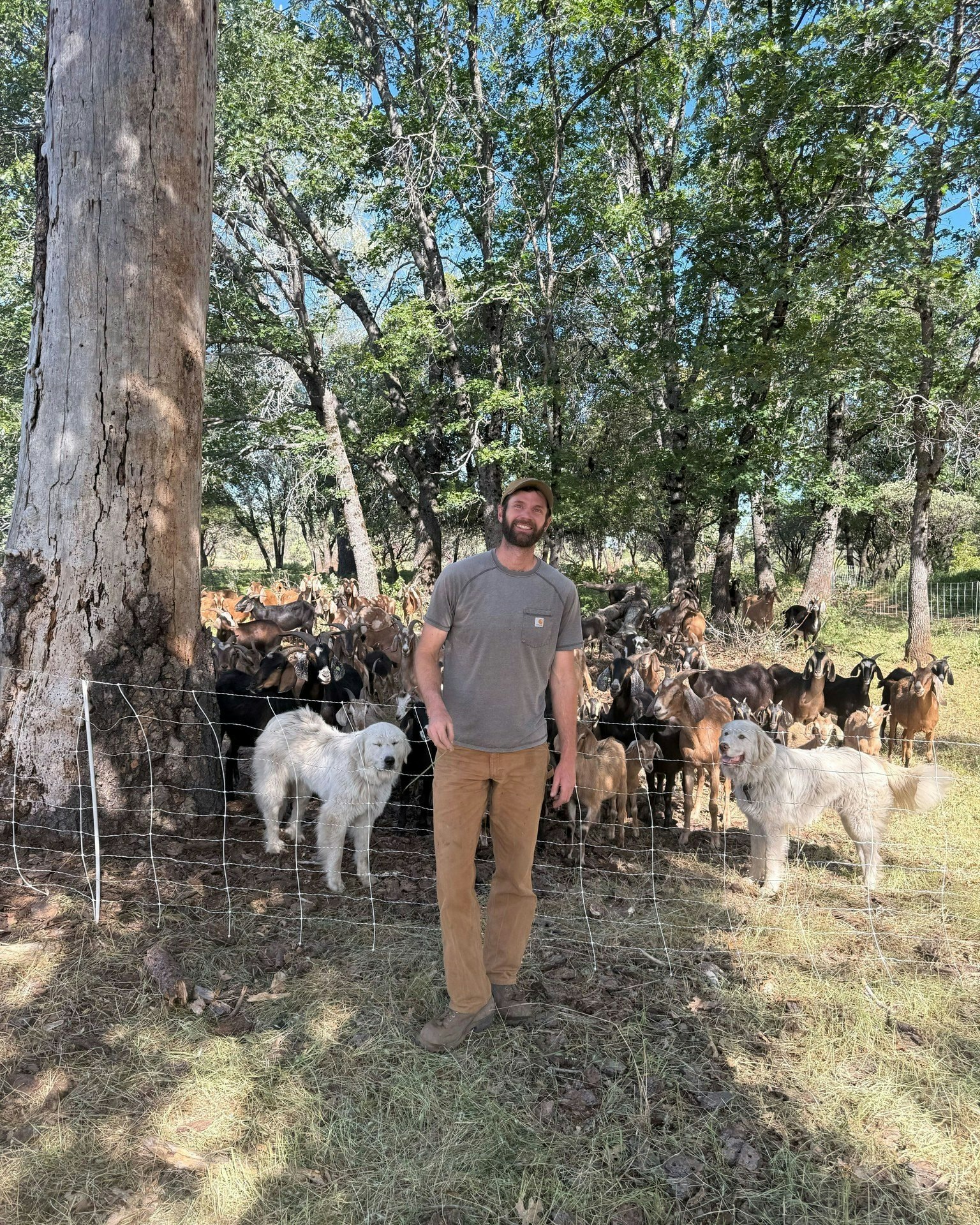 Tim VanWagner managing grazing for wildfire safety.