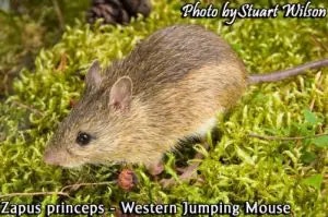 mouse