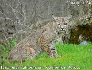 bobcat