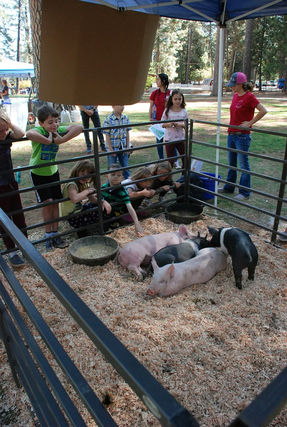 pigs in a pen