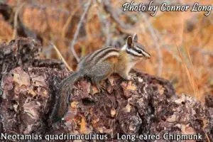chipmunk