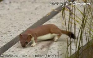 stoat