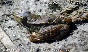 May contain: frog