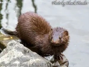 mink