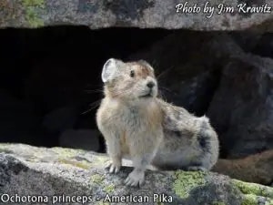 american pika