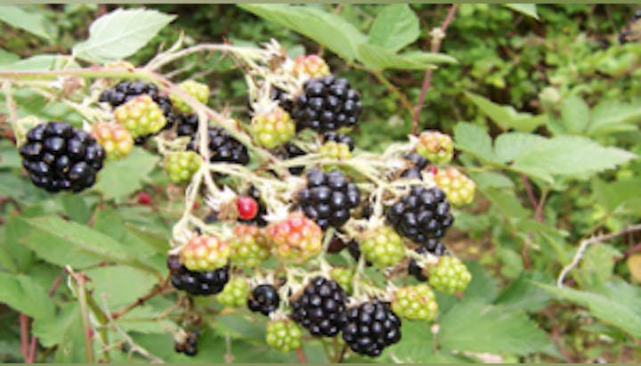 May contain: berry, food, fruit, plant, produce, and blackberry