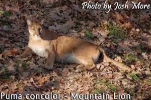 mountain lion