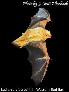 bat