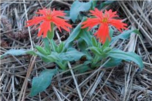 Two red wildflowers with green leaves on a bed of dry pine needles.