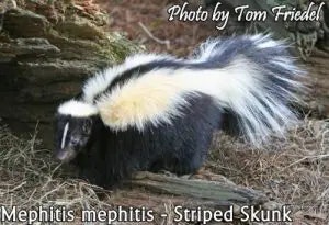 skunk