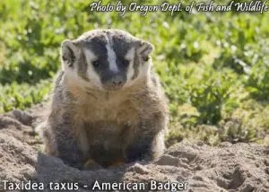 badger