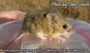 mouse