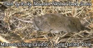 vole
