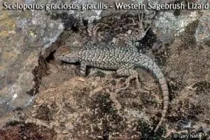 western sagebrush lizard