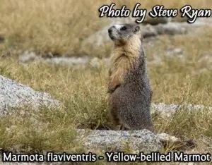 marmot