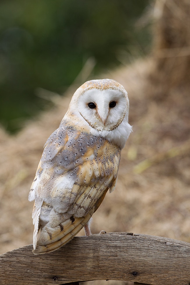 May contain: animal, bird, and owl