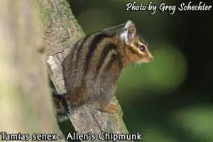 chipmunk
