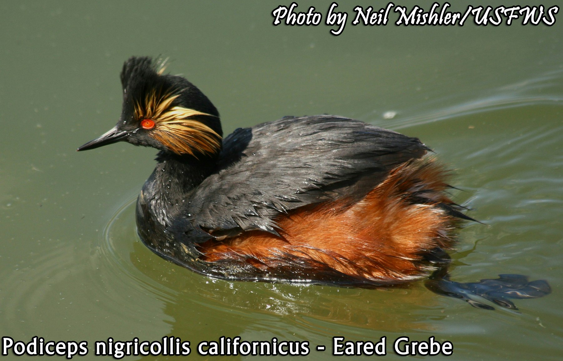 May contain: animal, anseriformes, bird, waterfowl, and beak