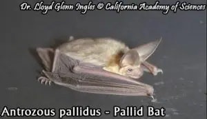 bat