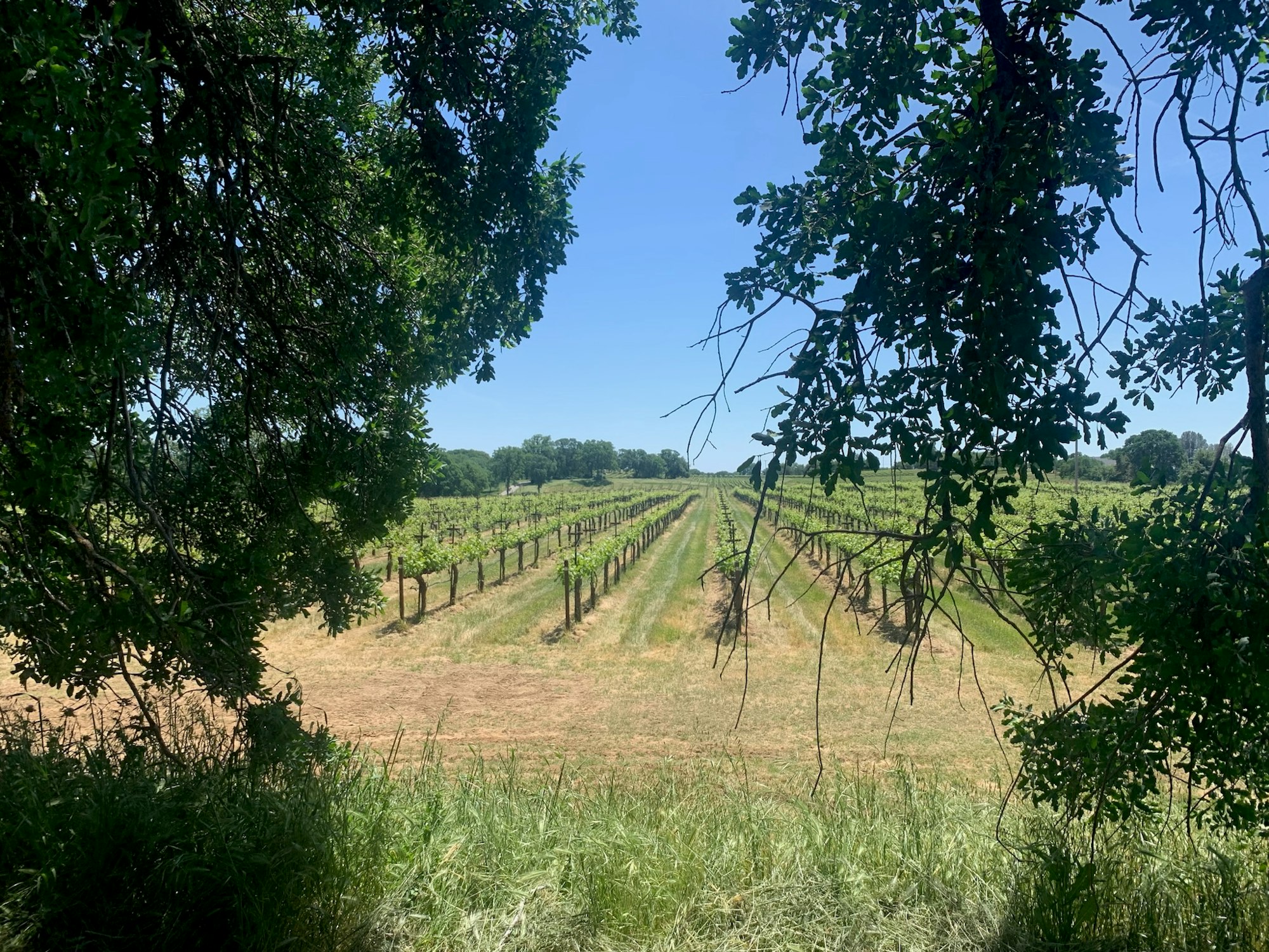 A vineyard seen through a natural frame of tree branches, under a clear blue sky.