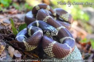 snake