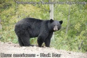black bear