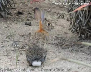 cottontail rabbit
