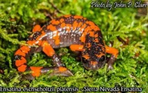 salamander