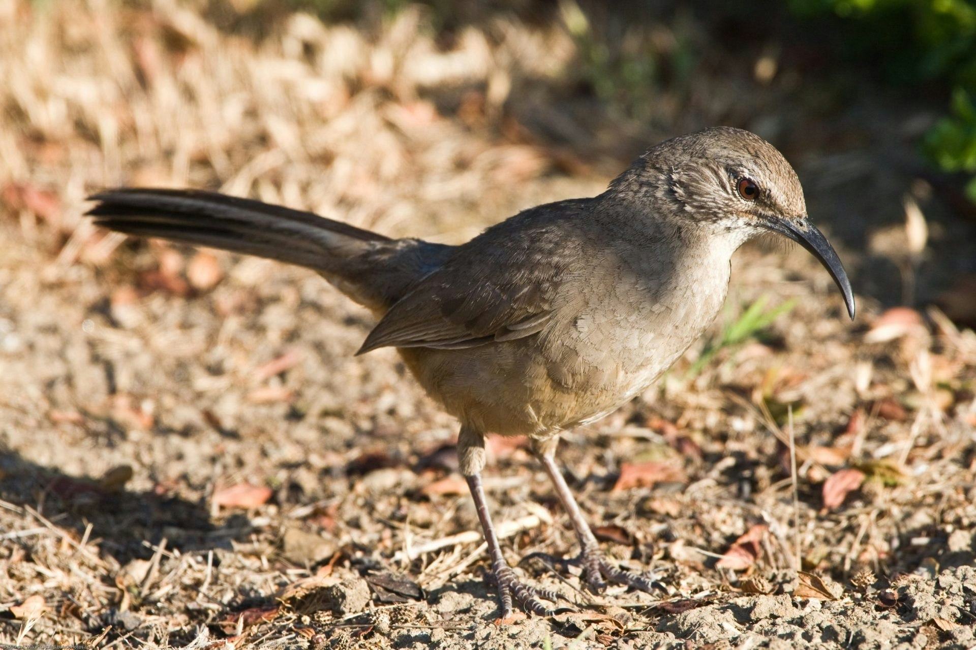 May contain: animal, beak, bird, anthus, and wren