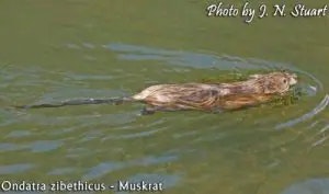 muskrat