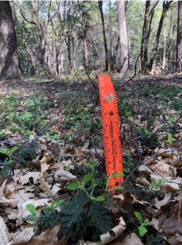 A forest floor with an orange marker among leaves and vegetation.