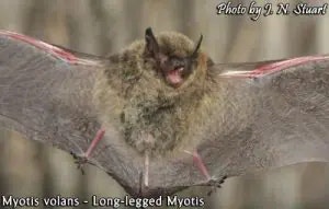bat