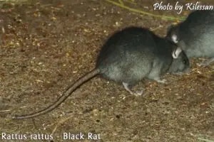 black rat