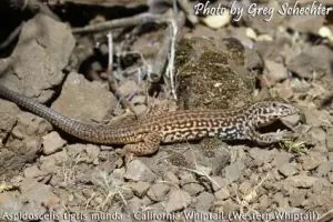 lizard