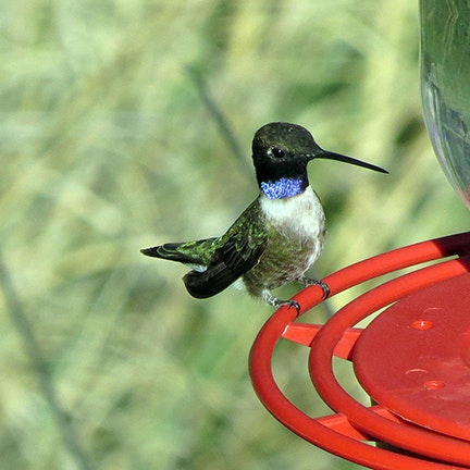 May contain: animal, beak, bird, and hummingbird