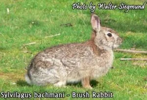 brush rabbit