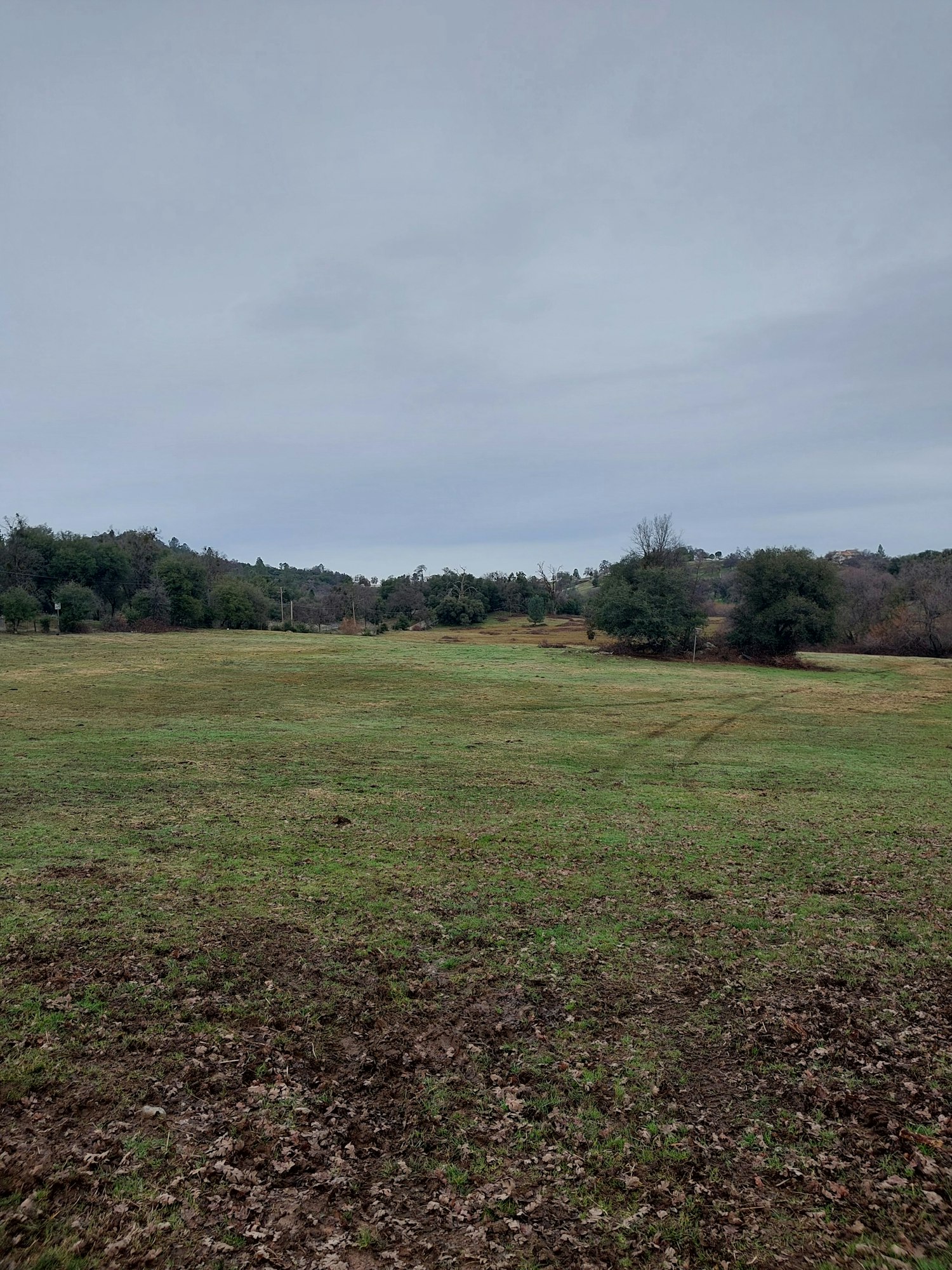 A grassy field with trees in the distance under an overcast sky. (Image is rotated 90 degrees.)