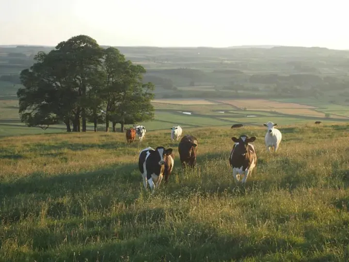 A serene landscape featuring cows grazing in a grassy field, with trees and rolling hills in the background under a warm sunlight.