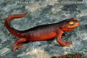 lizzard