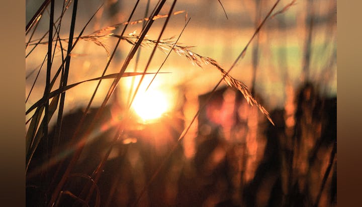 May contain: flare, light, grass, plant, sunlight, reed, nature, outdoors, and sky