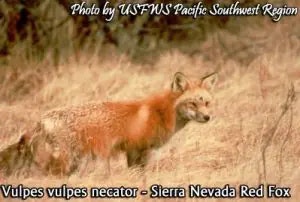 red fox