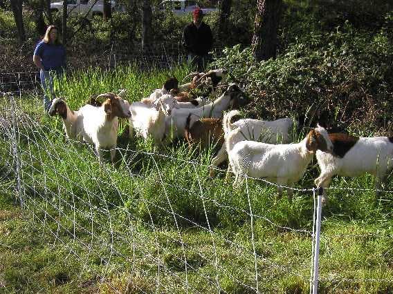 A group of goats behind a wire fence with two people in the background.