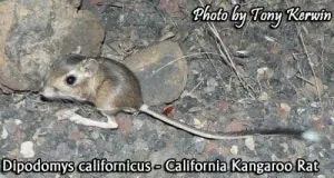 kangaroo rat