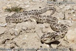 gopher snake