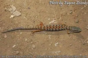 lizard