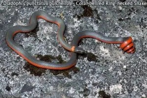 snake