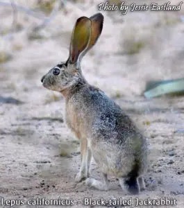 jackrabbit