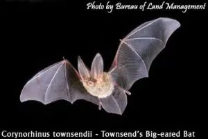 bat