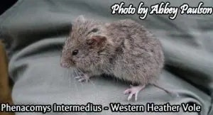 vole